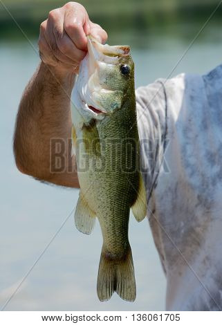 A largemouth freshwater bass caught on a small pond.