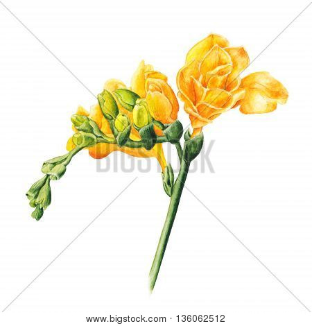 Watercolor freesia flowers on white background. Hand drawn botanical illustration