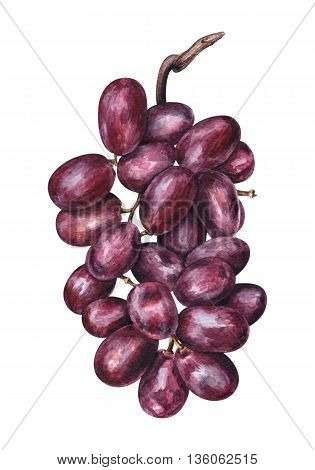 Watercolor bunch of grapes on white background. Hand drawn botanical illustration