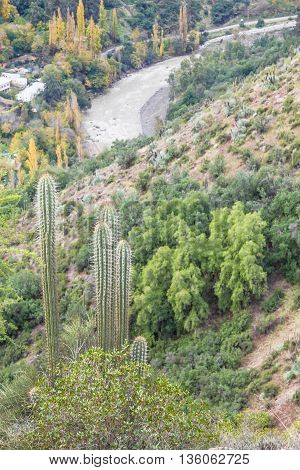 Cactus And River At San Alfonso Valley, Trail In The  Mountain