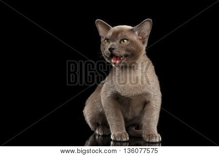 Cute Little Burma Kitten Sitting and Meowing on Isolated Black Background, Front view, Opened mouth cat, asks for help