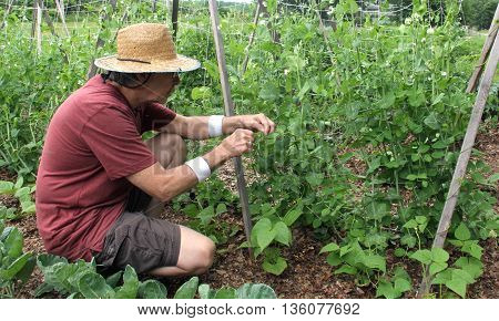 Gardener in a garden wearing a straw hat picking sweet peas from the vine