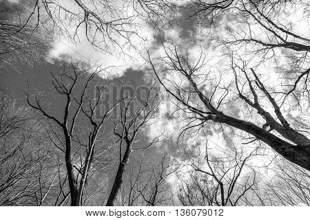Branches of trees against the backdrop of a cloudy sky