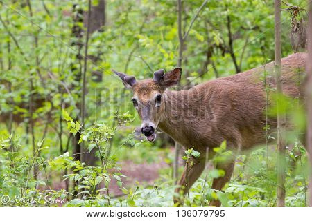Juvenile whitetail deer (Odocoileus virginianus) eating leaves in forest