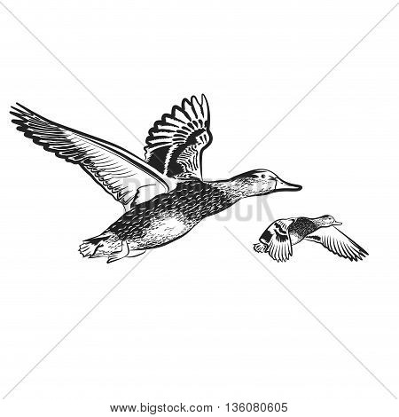 duck on the white background vector illustration