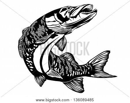 Pike Black And White