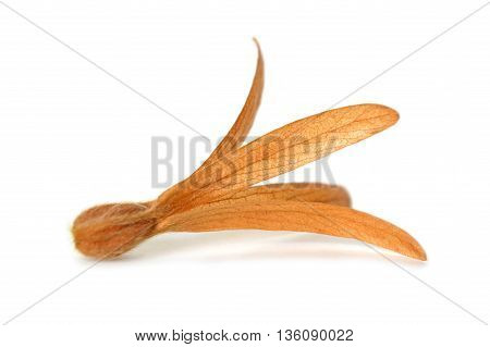 Dried Palo Santos flower, Triplaris cumingiana, Central of Thailand