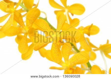 Yellow mokara orchid from Central of Thailand