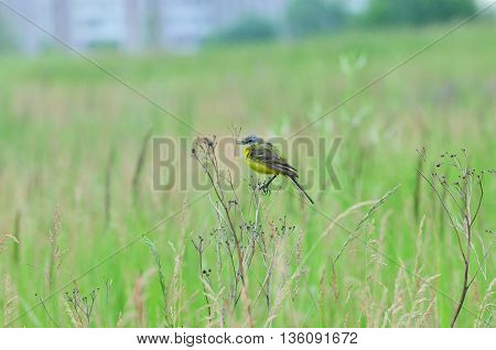Western yellow wagtail.Yellow Wagtail - small slender bird motacillidae family that lives in the vast territory of Europe, Asia, Africa and Alaska.