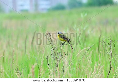 Western yellow wagtail.Yellow Wagtail - small slender bird motacillidae family that lives in the vast territory of Europe, Asia, Africa and Alaska.