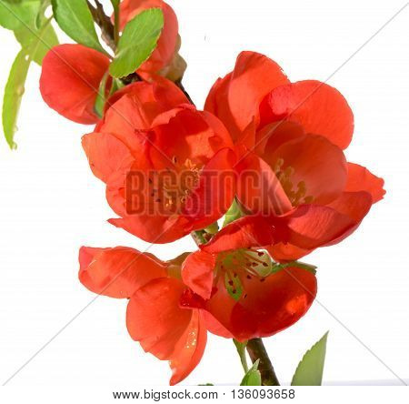 Branch of the Japanese quince with red flowers. It is isolated on white a close up small depth of sharpness
