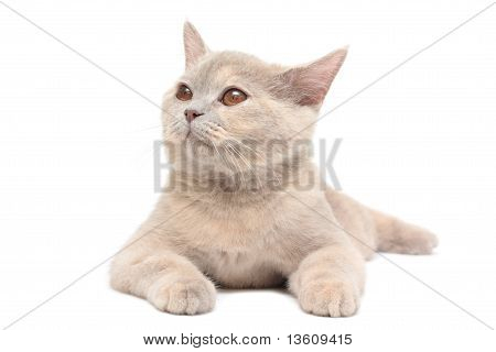 แมว