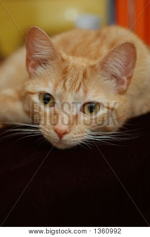 Gato laranja, olhando para a câmera