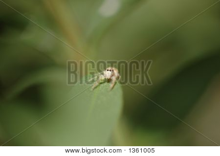 Pequena aranha saltadora
