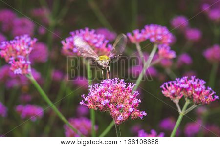 humming bird insect hawk moth, selective focus