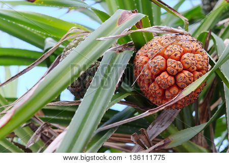 close up image of vacquois fruit, Pandanus Palm