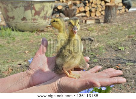 A close up of the very small ducklings on hands.