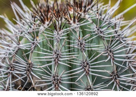 An Acanthocalycium thionanthum cactus which originates from Argentina.