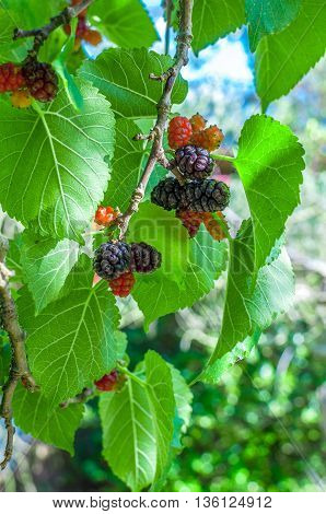 Mullberries On The Tree