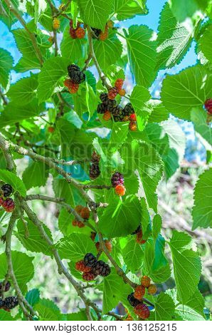 Mullberries On The Tree