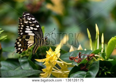 lime butterfly on Ixora flowers, macro photograph