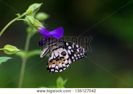lime butterfly on Butterfly pea flowers in garden