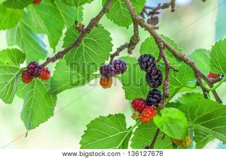 Mullberries On The Tree