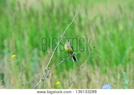 Western yellow wagtail.Yellow Wagtail - small slender bird motacillidae family that lives in the vast territory of Europe, Asia, Africa and Alaska.