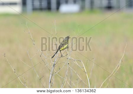Western yellow wagtail.Yellow Wagtail - small slender bird motacillidae family that lives in the vast territory of Europe, Asia, Africa and Alaska.