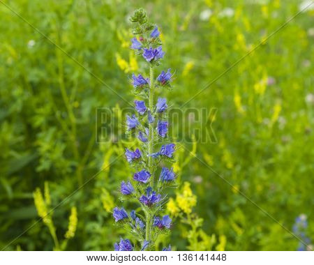 Viper's bugloss or blueweed Echium vulgare bloom in wild close-up selective focus shallow DOF
