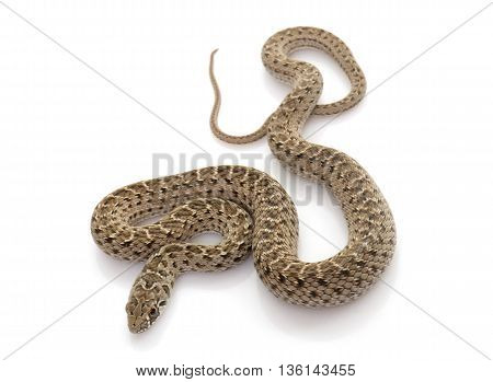 Montpellier snake in front of white background