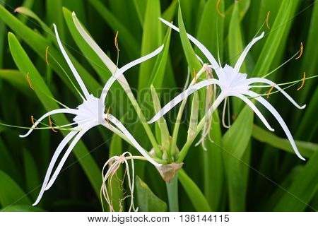 Crinum Lily in the garden,Beautiful flower in thailand