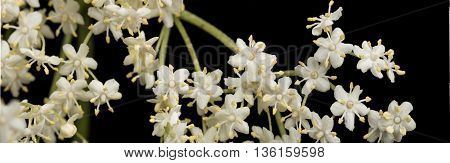 The flowers of elder isolated on black background, are used most often medicinally. Elder.