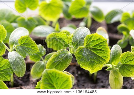 Green Cucumber seedling on tray. Melon plantation seeding; Close up on a melon sprout in the nursery tray with water drop