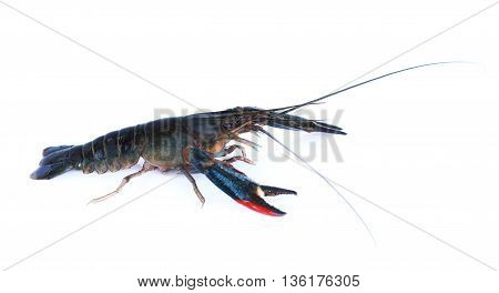 Image of lobster isolated on white background.