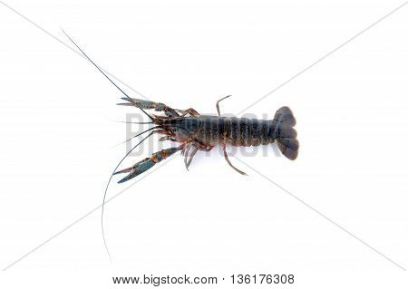 Image of lobster isolated on white background.