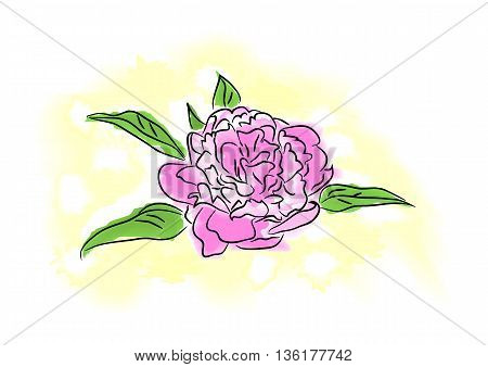 Vector illustration watercolor pink peony with green leaves and abstract light background