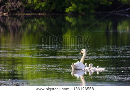 Adult mute swan (Cygnus olor) with cygnets floating on water at dawn