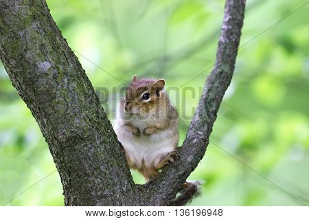 Brown chipmunk sitting on tree branch in woods