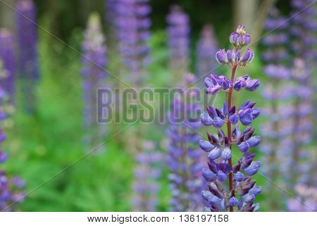 Wild flower lupine with green background in summer