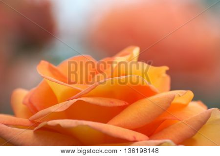 Rose (Rosa Amber Queen) in shallow depth of field