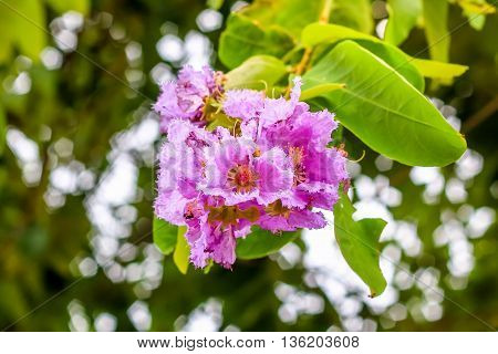 close up macro Lythraceae flower on the tree