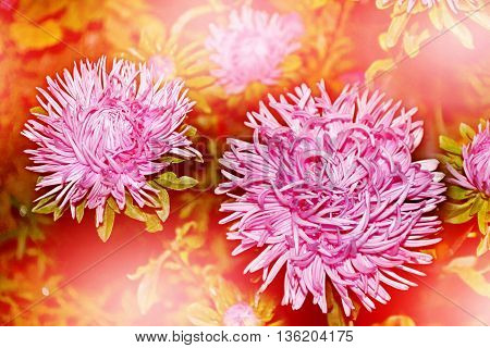Autumn landscape. colorful beautiful flowers asters on the background of the autumn landscape