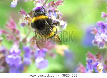 Bee collecting nectar from a lilac flower