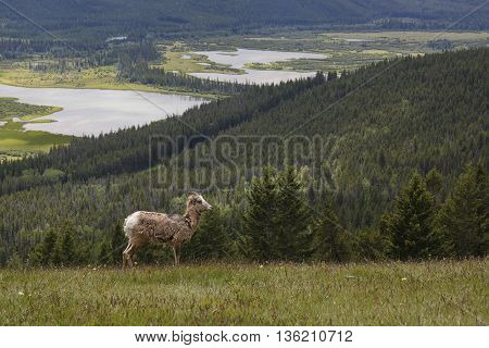 Rocky Mountain Bighorn Sheep - Banff National Park