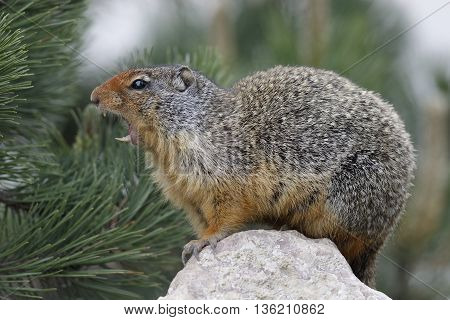 Columbian Ground Squirrel Callling In Banff National Park