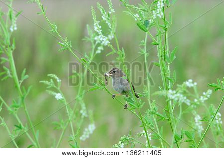 Tawny pipit. Tawny Pipit (Latin Anthus campestris) - View motacillidae family of birds.