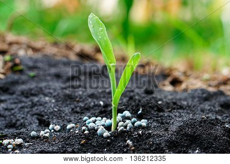 close up of corn seedling with granular fertilizer on the ground and water spray