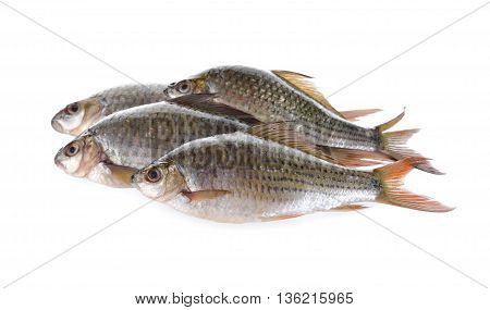 group of Labiobarbus siamensis fish on white background