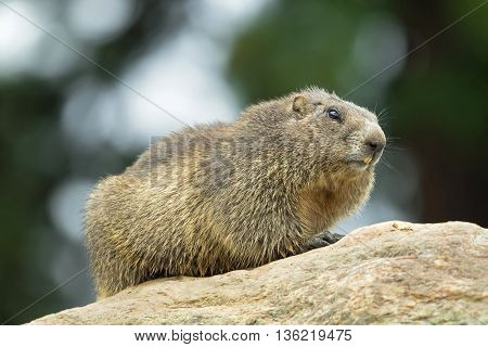 Closeup of Alpine Marmot sitting on rock during summer in Austria, Europe. Blurred background